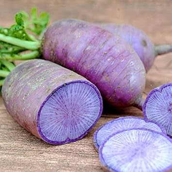Violet Radish Raphanus sativus for planting in home garden